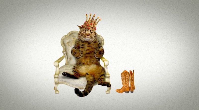 On a white background, a Tabby Cat sits on an ornate white chair. The cat wears a gold crown with red jewels. Next to the chair there's a pair of cowboy boots.